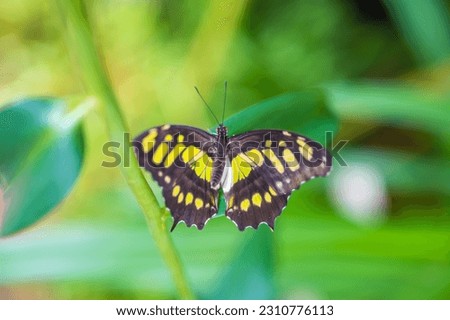 Beautiful butterfly in tropical forest of Botanic Garden in Prague, Europe. High quality photo