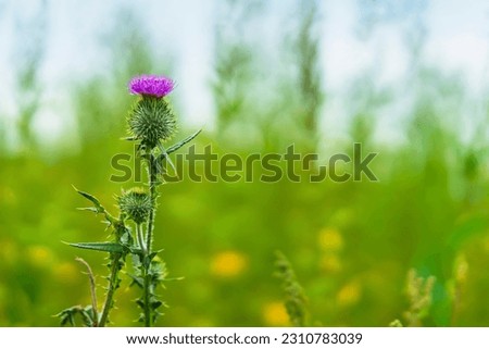 Thistle flower close up on green grassy background with sky, selective focus, natural background