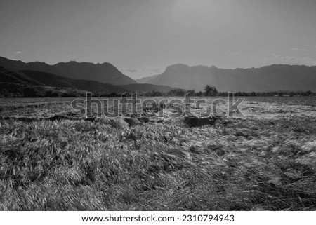 Peaceful landscape before sunset with some wind. Two mountains with a canyon in Greece. Kerketio mountain. Pindus mountains. Black and white photography.
