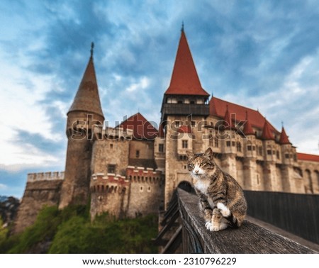 Beautiful cat on Corvin Castle Background. Corvin Castle, Romania