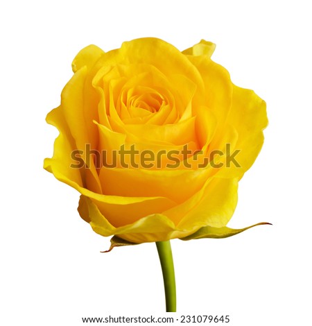 Yellow rose flower isolated on white