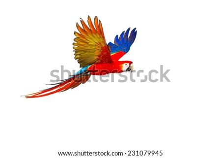 Colourful flying parrot isolated on white  Royalty-Free Stock Photo #231079945