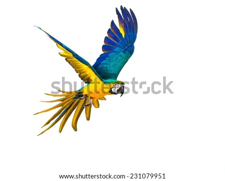 Colourful flying parrot isolated on white  Royalty-Free Stock Photo #231079951