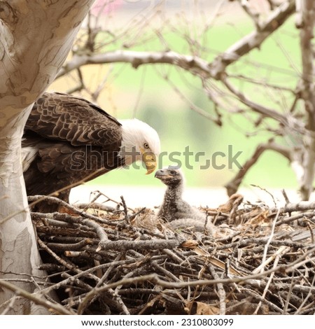 Bald eagle mother with its baby in the nest Royalty-Free Stock Photo #2310803099