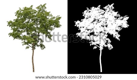 Isolated single tree with clipping path and alpha channel on black background.