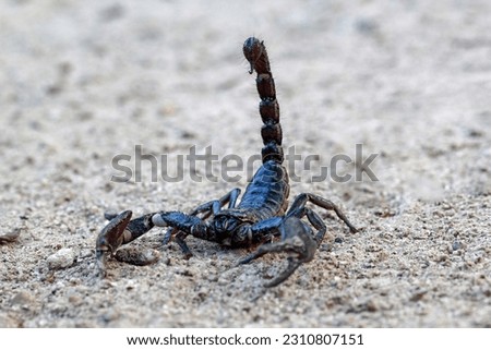 Asian forest scorpion on the ground