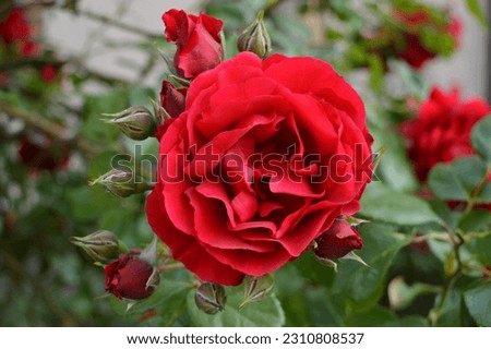 A beautiful red rose picture taken in my garden