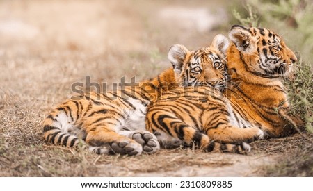 Two Amur tiger cub lie on straw. Royalty-Free Stock Photo #2310809885