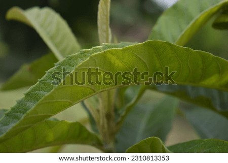 leaf of tree | beautiful leaf of blur pics | blur leaf pics full hd | good pics of scenery | best photography of greenry
