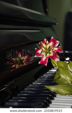 Muse's inspiration. Beauty, femininity, love, tenderness. A beautiful pink lily flower on the piano keys. The concept of harmony and musical beauty