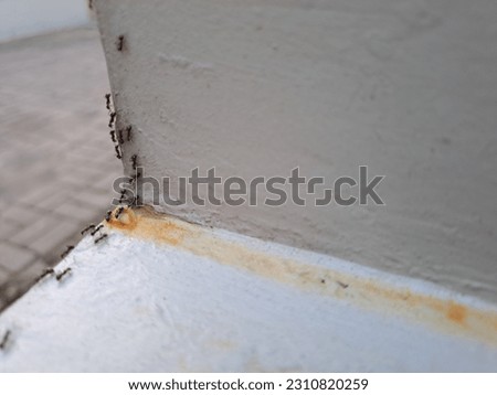 Hymenoptera Formicidae or black carpenter ants walking along the edge of the wall Royalty-Free Stock Photo #2310820259