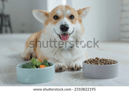 Dog food. Food for animals. Beautiful corgi eats food. Royalty-Free Stock Photo #2310822195
