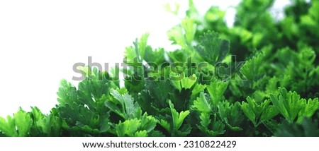 Banner with green parsley plants growing texture. Local vegetable planting farm. Fresh organic Raw cilantro grass leaves for spring vegetables soup. Natural vegetable garden background. Copy space