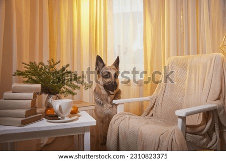 Dog German Shepherd inside of room with an armchair, a table and a delicate interior with beige and yellow curtains with a window in the background. Russian eastern European dog veo indoors