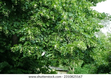 The Tilia tree blooms in June. Tilia, linden, basswood, lime trees, is a genus of species of trees or bushes, in the family Tiliaceae. Berlin, Germany 
 Royalty-Free Stock Photo #2310825167