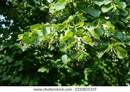 The Tilia tree blooms in June. Tilia, linden, basswood, lime trees, is a genus of species of trees or bushes, in the family Tiliaceae. Berlin, Germany 
 Royalty-Free Stock Photo #2310825319