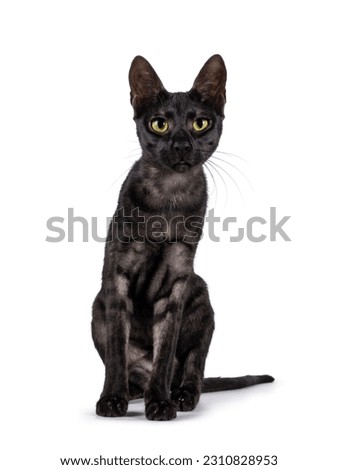 Black smoke Savannah F6 cat sitting up facing front. Looking straight at camera. Isolated on a white background.