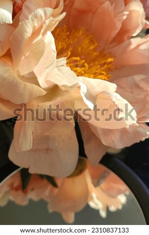Full frame peach colored rose petals Royalty-Free Stock Photo #2310837133