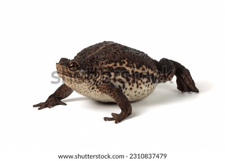 Pseudo subasper toad isolated on white background, Pseudo subasper closeup, Indonesian toad closeup