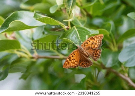 Tawny Emperor Butterfly Perched on Limb in Chinese Fringe Tree Royalty-Free Stock Photo #2310841265