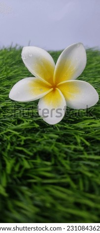 
japanese balinese flowers are beautiful and charming