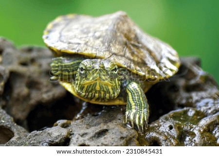 Brazillian turtle, red eared slider on the stone Royalty-Free Stock Photo #2310845431