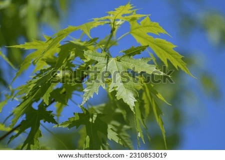 Silver maple - Acer saccharinum - branch with leaves Royalty-Free Stock Photo #2310853019