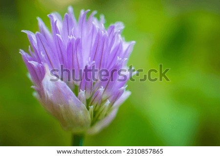 Chives, scientific name Allium schoenoprasum, is a species of flowering plant in the family Amaryllidaceae that produces edible leaves and flowers
