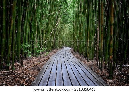 Bamboo forest at the Haleakala NP