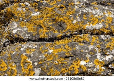 Mossy patterned and camouflaged rocks covered in lichen, texture pattern