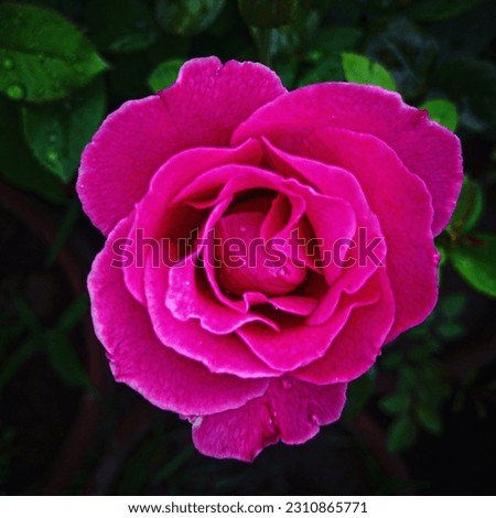 A closeup shot of a beautiful pink rose, You can use this image for wallpapers books covers commercials background editing, etc.