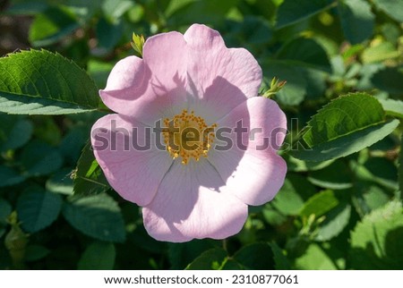 pretty light pink flower surrounded by green leaves of shrub. single flower head in bloom during summer 
