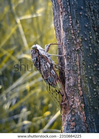 Lyristes plebejus। ( Chichi Poka )

Lyristes plebejus Insects are more common in summer.

Lyristes is a genus of cicadas from Europe and the Middle East. Royalty-Free Stock Photo #2310884225