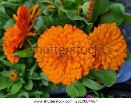 evocative close-up image of an orange flower known as Calendula 
a species of Marigold (Calendula officinalis) also known as Calendula officinale, 
dead flower, Spanish carnation, ornamental plant for