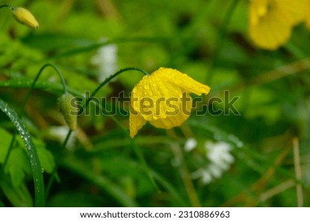 Yellow poppies with tiny droplets of water on the petals