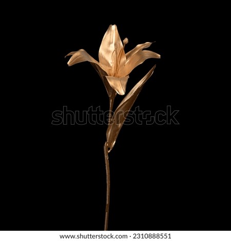 golden flowers on black background, clipping path Royalty-Free Stock Photo #2310888551