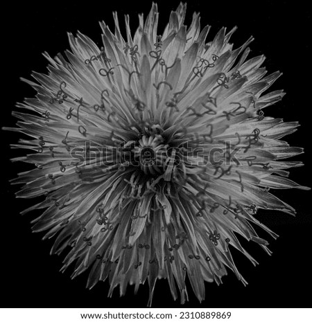 Black and white dandelion picture