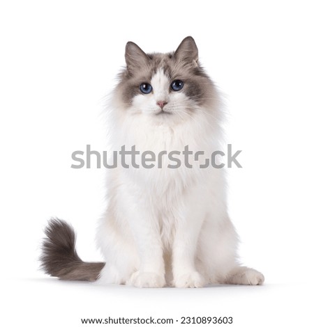 Pretty bicolor Ragdoll cat, sitting up facing front. Looking at camera with dark blue eyes. Isolated on a white background. Royalty-Free Stock Photo #2310893603