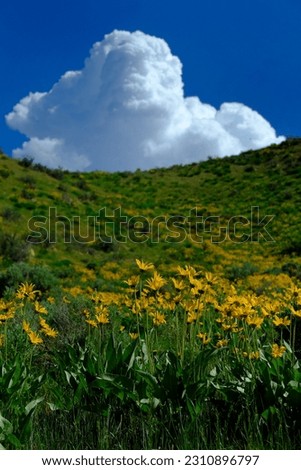 Yellow wildflowers in wilderness with sky and clouds growth
