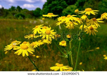 spring yellow flower senecio vernalis Royalty-Free Stock Photo #2310900471