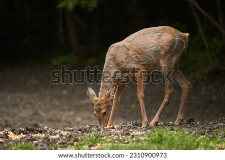 Pregnant roe deer (capreolus capreolus) at the edge of the forest