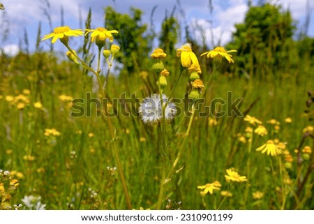 spring yellow flower senecio vernalis Royalty-Free Stock Photo #2310901199