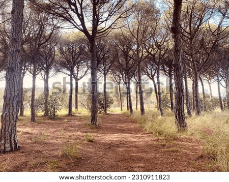 Pine forest. Mediterranean pine forest in Catalonia, Spain.
 Royalty-Free Stock Photo #2310911823