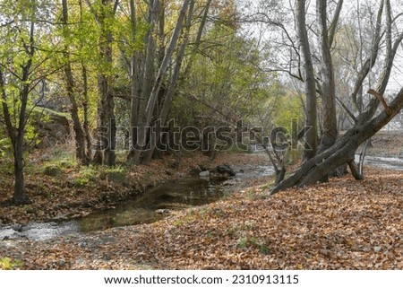 Landscape of a river and the arrival of autumn with the fallen leaves of the trees on the ground staining it brown. Spectacular autumn with many leaves falling from the trees.