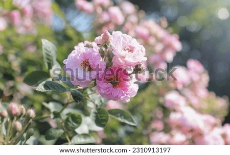 Pink english rose blooming in summer garden, one of the most fragrant, best smelling, beautiful and romantic flower stock photo