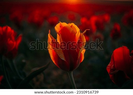 Endless fields of tulips against the backdrop of a beautiful sunset