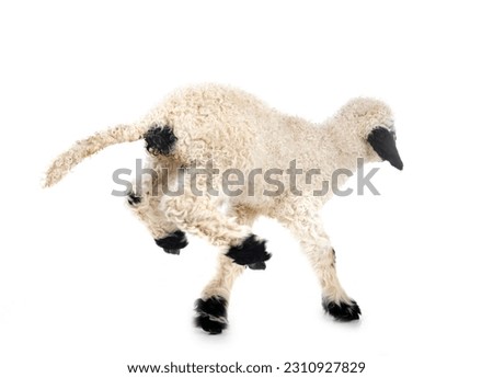 lamb Valais Blacknose in front of white background, focus on the head Royalty-Free Stock Photo #2310927829