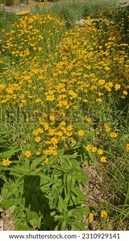 Large wildflower field with coreopsis flowers and butterflies everywhere. Yellow, orange, and green colors feature prominently. 