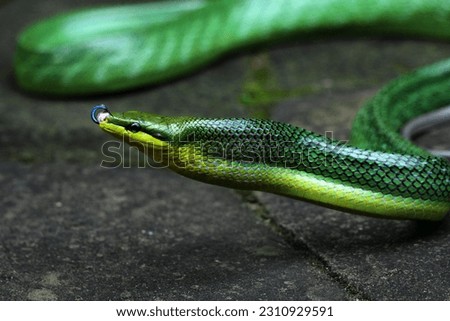The squirrel snake or Gonyosoma oxycephalum or also called the bamban snake, is a kind of green rat snake that lives and roams in trees.