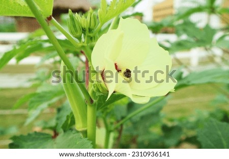 Closeup of Blooming Light Yellow Okra Flower with Green Developing Fruits in the Backdrop